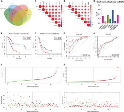 Aerial View of the Association Between m6A-Related LncRNAs and Clinicopathological Characteristics of Pancreatic Cancer